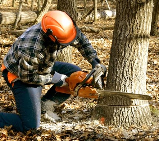 Tree Removal in Pease, MN